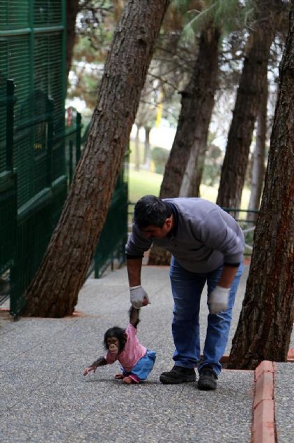 'Yaptığımız işten de zevk alıyoruz. Minik şempanzenin her gün kontrollerini yapıyoruz. Hayvanın durumuna göre bakıyorum.'