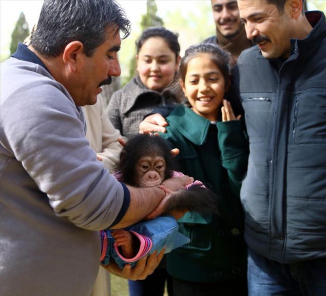 Aslan, minik şempanzenin günlük yaşantısına dikkat ettiklerini belirterek, şunları kaydetti: