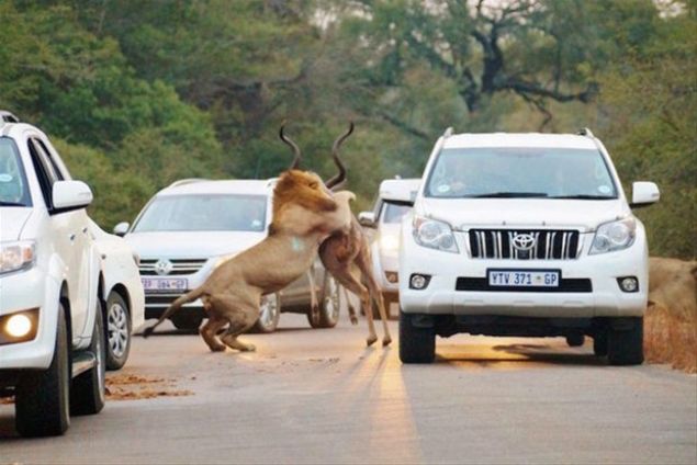 An be an fotoğraflanan aslan avı, 2 milyon hektarlık dev parkın H1 yolunda gerçekleşti.