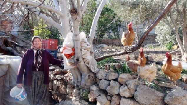 Mersin’in Silifke ilçesinde ikamet eden Ayşe Civelek`in beslediği tavuklardan biri üzerinde `1` yazan yumurta yumurtladı.