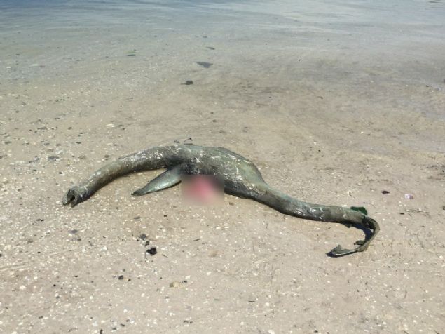 ABD'nin Georgia eyaletine bağlı Wolf Island sahilinde kıyıya vuran bir yaratık, 'yeni Loch Ness canavarı bu mu' sorusunu akıllara getirdi.