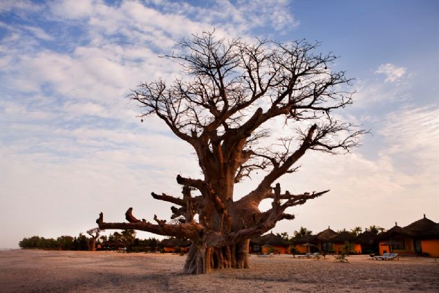 Afrika'nın binlerce yıllık dev baobab ağaçları, gizemli bir şekilde aniden ölmeleri, bilim insanlarını şaşırttı.