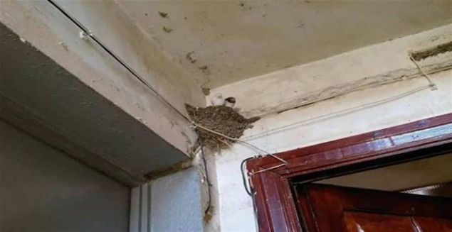 Gürcistan’ın Kvemo-Kartli bölgesinin Gardabani kentinin Krtanisi köyünde nadir görülen albino kırlangıç köy sakinlerini şaşırttı. Gürcistan’ın Gardabani kentinin Krtanisi köyünde, köy sakinlerinden birinin evinin duvarındaki yuvada görülen beyaz kırlangıç köy sakinlerinin ilgisini çekti.