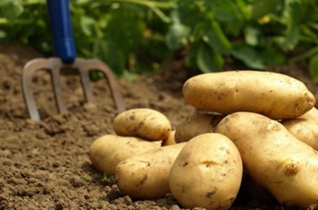 Türkiye Tarım Kredi Kooperatifleri Merkez Birliği, Fırat Kalkanı Harekat Bölgesinde sözleşmeli üretim modeli ile ürettiği patatesleri 1,95 liradan tüketiciye sunulmak üzere piyasaya arz etmeye başladı