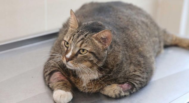 İzmir'in Karşıyaka ilçesinde, 19 kiloyu aşan 7 yaşındaki 'Taci' isimli obez kedi, Belediye Veteriner İşleri Müdürlüğü'nde tedaviye alındı. Normal bir kedinin 5 katı ağırlığında olan Taci, sağlığına kavuşabilmesi için diyete başlatıldı.