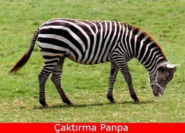 Kurban Bayramı'nın başlamasıyla capsler de sosyal medyada hızla yayılmaya başladı. İşte o capslerden bir kaçı