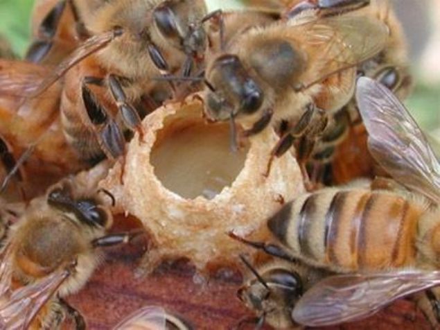 Arı sütü mucize etkileri nedeniyle Dünya'nın en pahalı sütü.İşte faydaları.