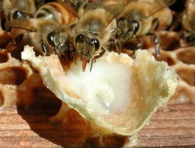 Arı sütü mucize etkileri nedeniyle Dünya'nın en pahalı sütü.İşte faydaları.