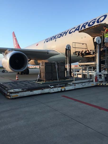 Çekya'da bulunan doğal yaşamı destekleme ve üreme merkezinden alınan dört kaplan, üçer aslan ile çita, iki vaşak ve puma, sertifikalı personel eşliğinde Turkish Cargo tarafından İstanbul'a nakledildi.
