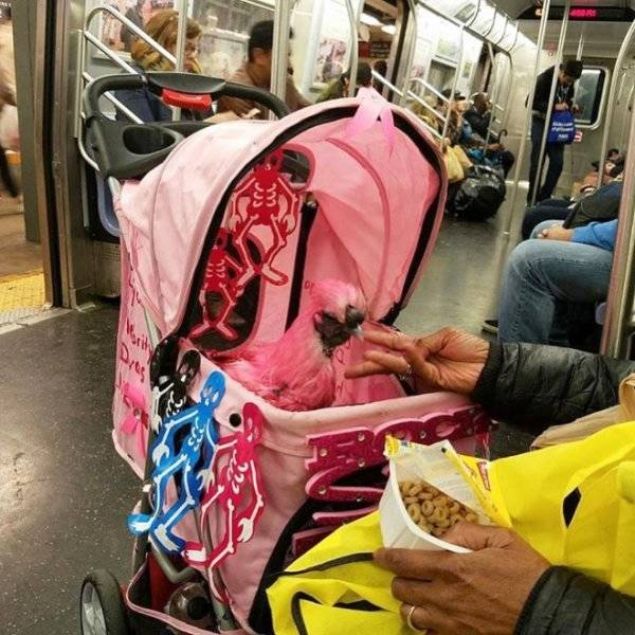 Metrolar hız ve konfor açısından ulaşımda büyük rahatlık sağlıyor. trafikten kaçıp hızlı bir şekilde gitmek istedikleri yere ulaşmaya çalışan insanların yoğun ilgi gösterdiği metrolara kimi zaman çok ilginç ve renkli karakterlerde binebiliyor. İşte diğer yolcular tarafından kaydedilen o ilginç insanlar...