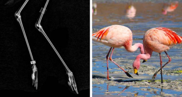 Hayvanların daha önce görmediğiniz X-Ray altındaki görüntüleri... <br><br> Flamingo