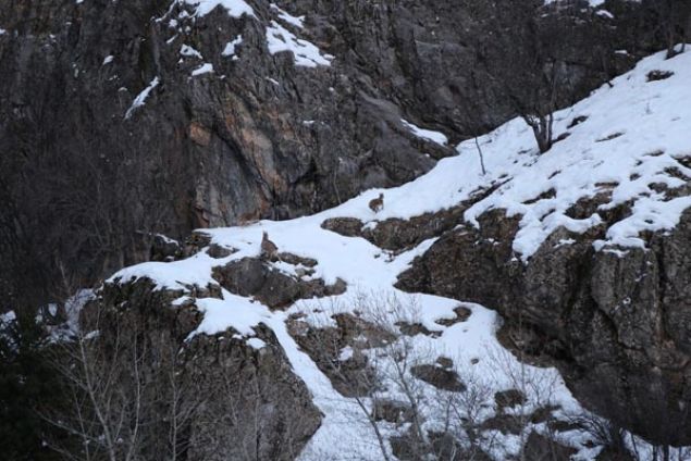 Tunceli'nin yüksek kesimlerinde yer yer 2 metreyi aşan kar insanların yanı sıra, bölgede bir çok noktada görülen ve son günlerde yiyecek bulmak için dağlardan aşağıya inen koruma altındaki dağ keçilerinin yaşamını da olumsuz etkiliyor.