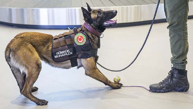 İstanbul Havalimanında görev yapan banknot dedektör köpeği 'Janti', yurt dışına çıkartılmak veya yurda sokulmak istenen kaçak paraya geçit vermiyor.