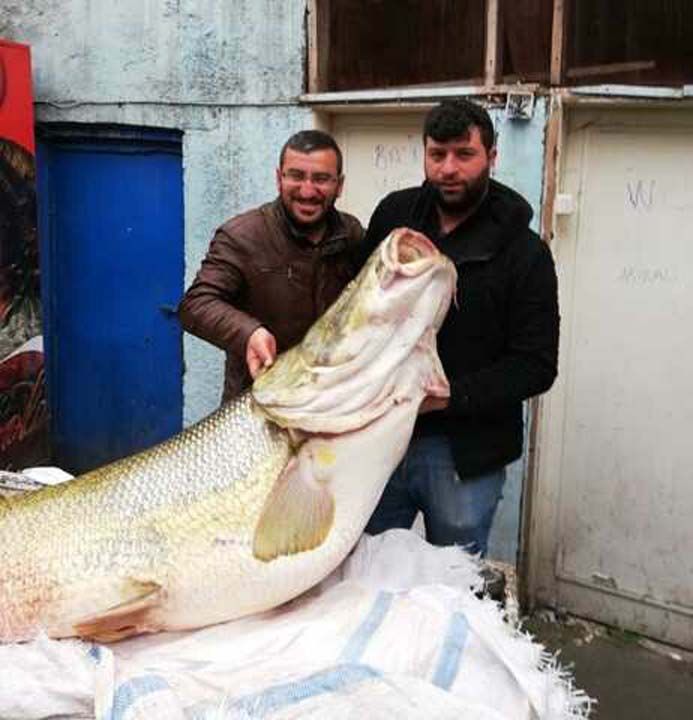 Siirt'in Botan Çayı'nda yakalanan 120 kilogramlık turna balığı satışa sunuldu. Bu büyüklükte balığı ilk kez gören vatandaşlar gözlerine inanamadı.