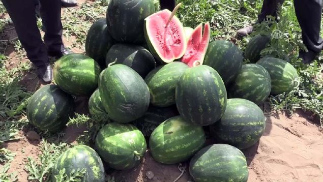 Adana karpuzunun marka değerinin korunması amacıyla 2016'da oluşturulan 'ham karpuz timleri' bu sene de hasat çalışmalarını yerinde takip ederek olgunlaşmayan ürünlerin toplanmasına izin vermeyecek.