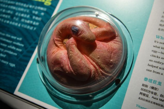 Çin'in en büyük kenti Guangzhou'da dünyanın en büyük dinozor sergisi düzenlendi. İlk olarak Amerikan Doğa Tarihi Müzesi tarafından düzenlenen sergi, dinozorların biyolojik sırlarını ve popülasyonunun Dünya üzerinde nasıl çoğaldığını anlamaya yardımcı oluyor.
