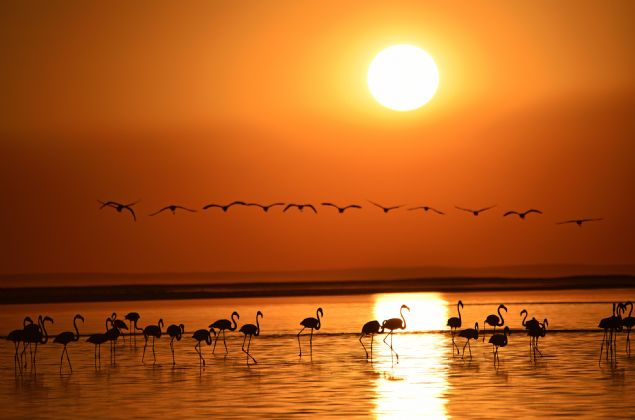 Anadolu'da bozkırın ortasında yer alan Tuz Gölü'ne her yıl on binlerce flamingo gelirken, göl flamingolar için beslenme, kuluçka ve kreş imkanı sunuyor.