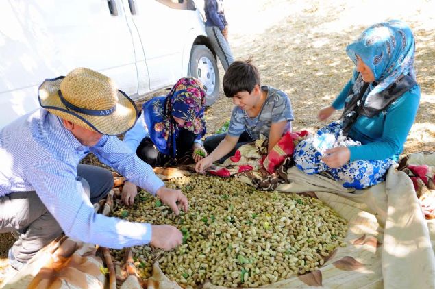 Bingöl'ün Genç ilçesine bağlı Aktoprak köyünde yetiştirilen olgunlaşmış dutlardan besin değeri yüksek pekmez yapımına başlandı.