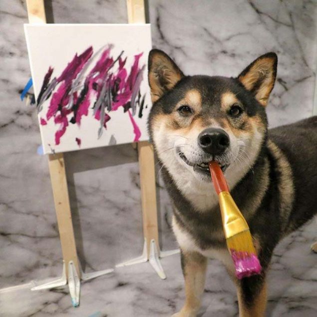 Shiba Inu türü köpek Hunter, resimleriyle sosyal medyada fenomen haline geldi.