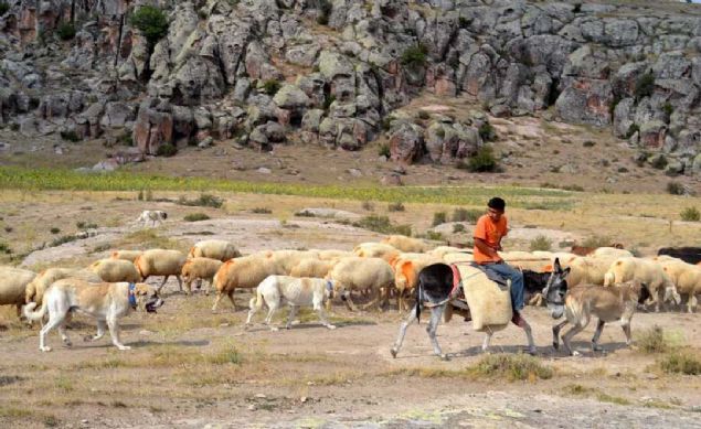 'Anadolu aslanı' olarak da bilinen Türk çoban köpeği Aksaray malaklısı, 'han koyunları'nı korumak için Çin'e gönderildi.