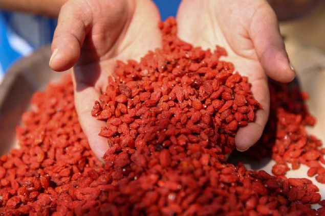 Fransa'da geçirdiği beyin kanaması sonucu bir dönem sağ tarafı felç olan Ayten Çot, şifa niyetine tattığı goji berry meyvesinin üreticisi ve ihracatçısı oldu.
