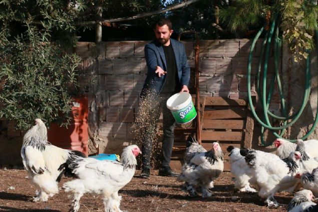 MANİSA'da yaşayan Emrah Bilgi'nin (32), 9 yıl önce hobi amaçlı aldığı 'orman tavuğu' olarak da bilinen 'Brahma' cinsi horoz ve tavukları, geçim kaynağı oldu. <br><br< Çizme fabrikasındaki işini de bırakan, beslediği horozlarla katıldığı güzellik yarışmalarında birincilikleri bulunan Bilgi, geçen yıl sattığı tavuk, horoz ve yumurtalardan toplam 200 bin lira kazandığını belirterek, 'Bu tavukların yumurtaları iriliğine göre 35 ile 40 liradan satılıyor' dedi.