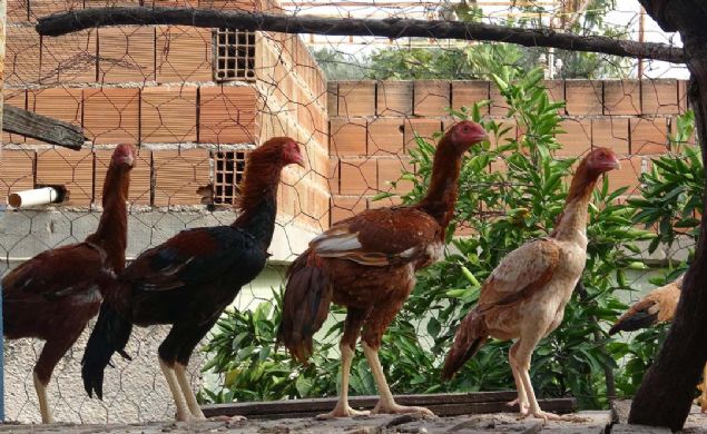 AYDIN'ın Efeler ilçesinde, Rabia (59) ve Muzaffer Anğı (68) çiftinin hobi olarak yaptıkları Hint horozu yetiştiriciliği, 7 yıl önce aldıkları mikrokrediyle geçim kaynakları oldu.