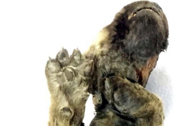 Sibirya'da toprağın içinde bulunan canlının DNA testi sonuçları herkesi şoke etti. <br><br> O aslında ne köpek ne de kurt. <br><br> İşte gizemli yaratığın sırrı...
