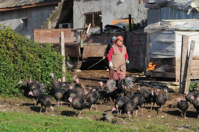 KOCAELİ'nin Kandıra ilçesinde yetiştirilen ve asıl adı 'Amerikan Bronzu' olan siyah hindilere yılbaşına 1 ay kala ilgi arttı.
