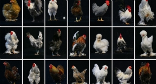 Süs tavukları şampiyonluk için podyumda