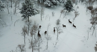 Çorum'daki Türkiye'nin ilk fauna tanıtım alanında kış güzelliği