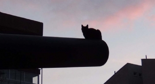 Tarihi top kedi yuvası oldu