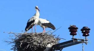 'Muş Ovası' çeşitli kuş türlerini ağırlıyor