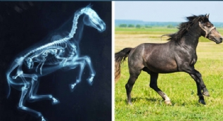 Hayvanların X-Ray altındaki görüntüleri