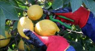 Aşırı yağış limon hasadını geciktirdi