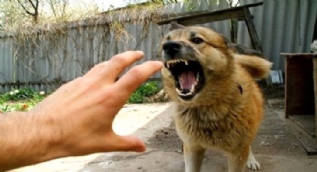 Saldırgan köpeklere karşı yapılması gereken 5 hareket