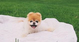 Dünyanın en ünlü köpeği Boo hayatını kaybetti
