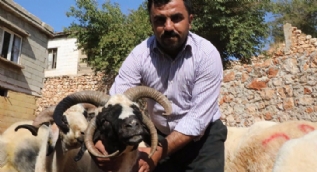 4 boynuzlu koyun şoke etti!