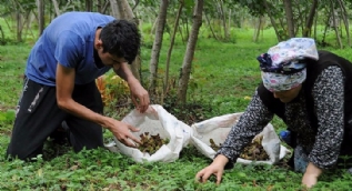 Fındık kursuna yazılmak için sıraya girdiler