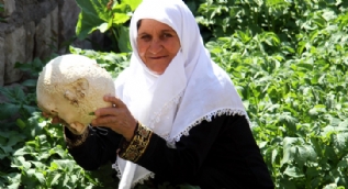 Karpuz büyüklüğündeki mantar şoke etti
