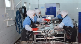 Dinar'da tütsülenen balıklar Avrupa sofralarında