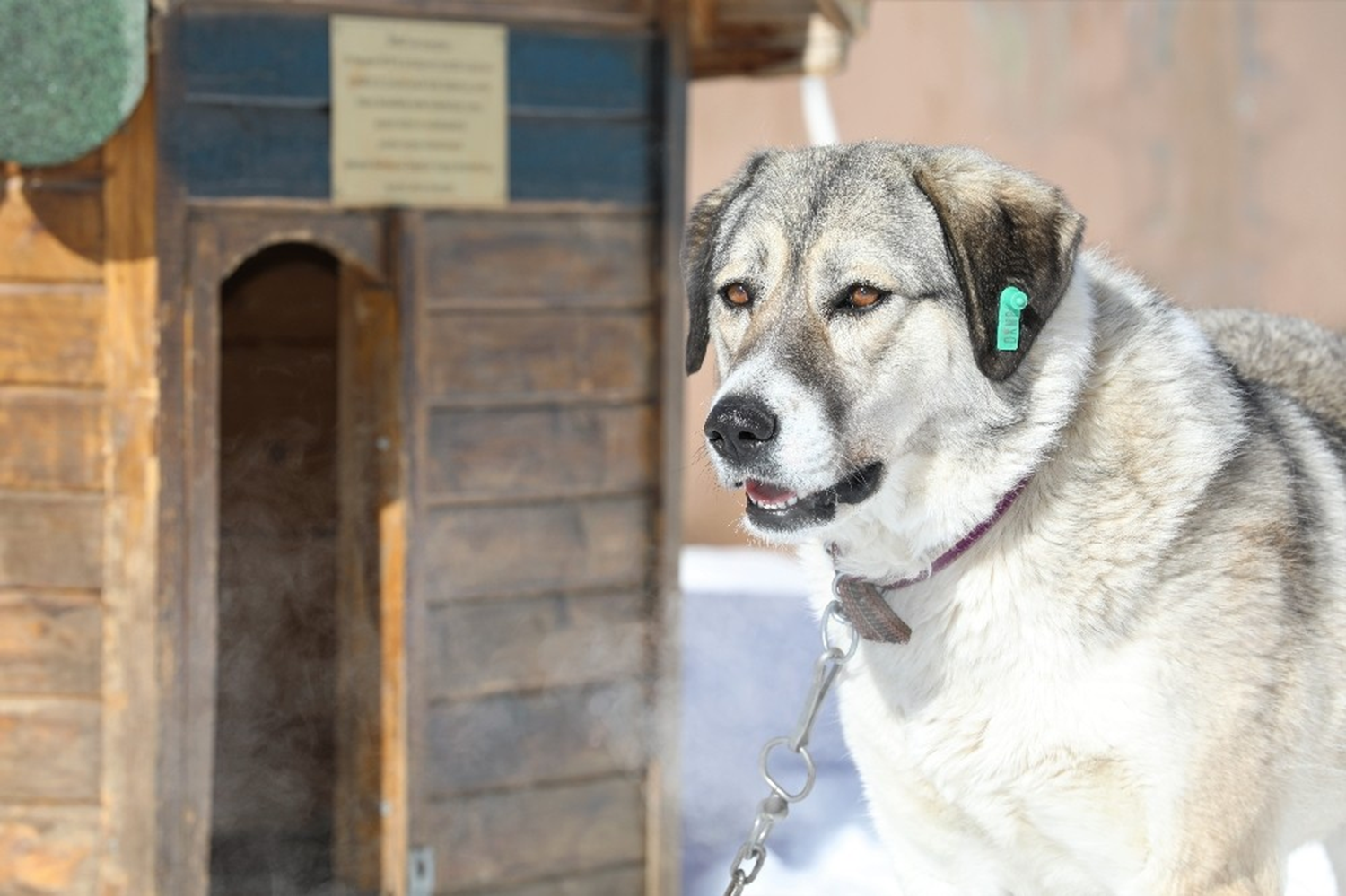 Veteriner hekimler gözetiminde tedavisi tamamlanan köpek, pekyolu Belediyesi Engelsiz Yaam Akademisine teslim edildi. Akademideki görevliler, köpee dostça davranlarndan dolay Dost adn verdi. Ayakta duramaz haldeki Dost, sevgi ve bakmla iki ylda büyük deiim yaad.