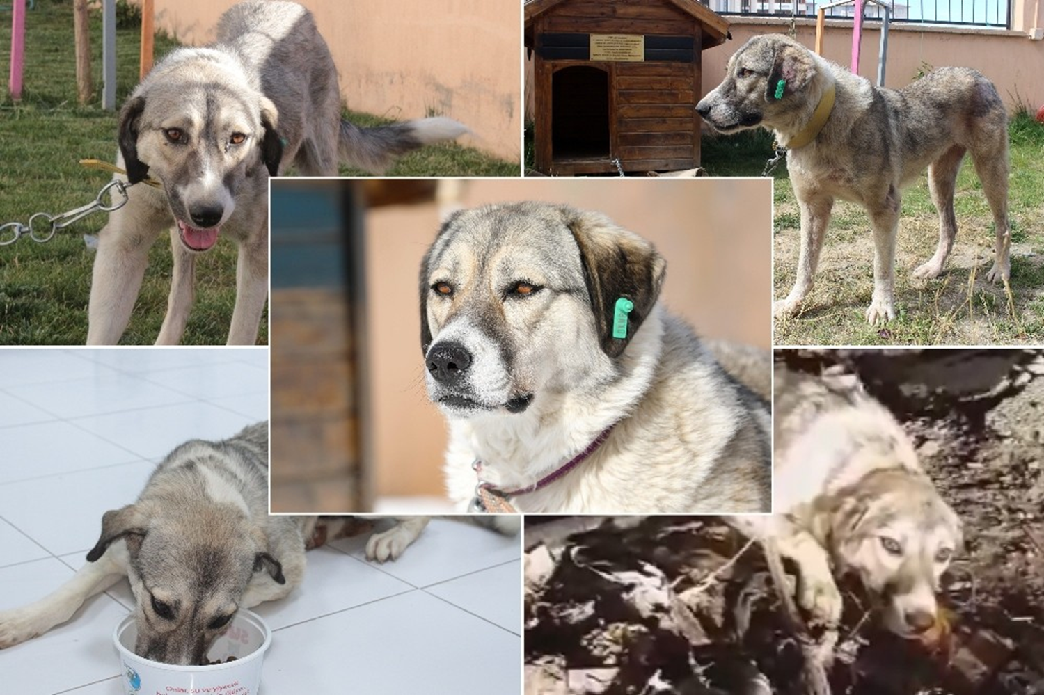 Normalde bizimle oyun oynar, üzerimize zplar ama görme engelli bir kursiyerimiz onun zincirini eline aldnda Dost ilginç bir ekilde sakinleiyor. Sanki bunu hissediyor ve sar band geçmiyor. Görme engelli kursiyerimizi gezdiriyordu. Bu da bizim için ilginç bir deneyim oldu.