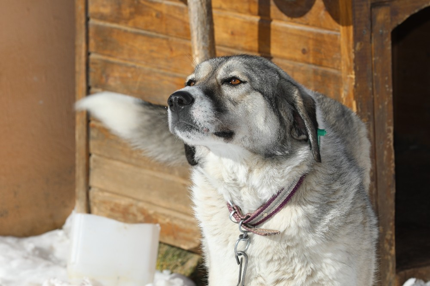 Belediyemiz köpee sahip çkt. Ardndan köpek merkezimize gönderildi. Bu süre içinde biz onunla dost olduk ve birlikte gezintiye çkyoruz. Sar eritleri takip eden Dost, biz görme engellilere yardmc oluyor. 