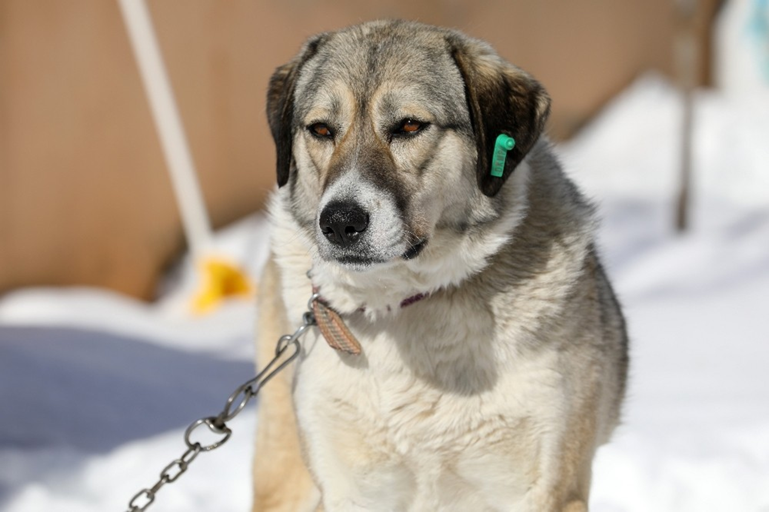 nsanlar bu köpee vahice ikence yapmlar. Ancak buna ramen o bize güzel davranyor dedi.