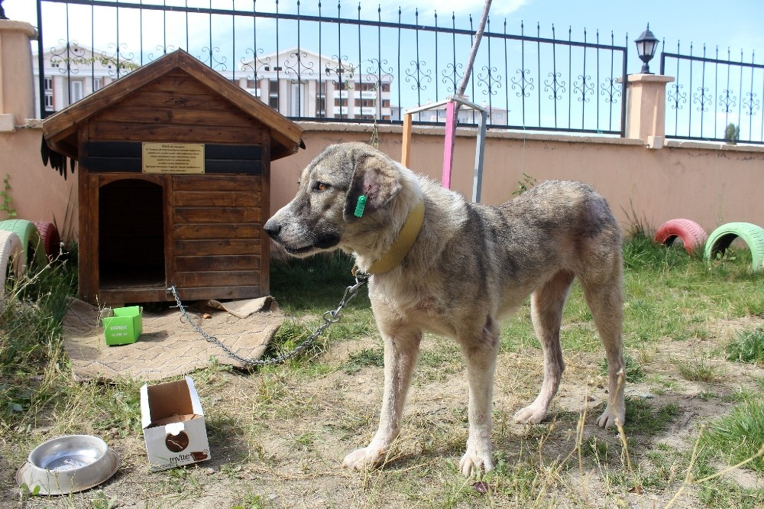 Dostun trajik bir hikayesi var HA muhabirine konuan özel eitim öretmeni Cumali Özer, iki yl önce tantklar ve Dost ismini verdikleri köpein çok trajik bir hikayesinin olduunu belirtti. Ayakta duramayacak vaziyette akademiye getirilen Dostun hikayesini anlatan Özer, 