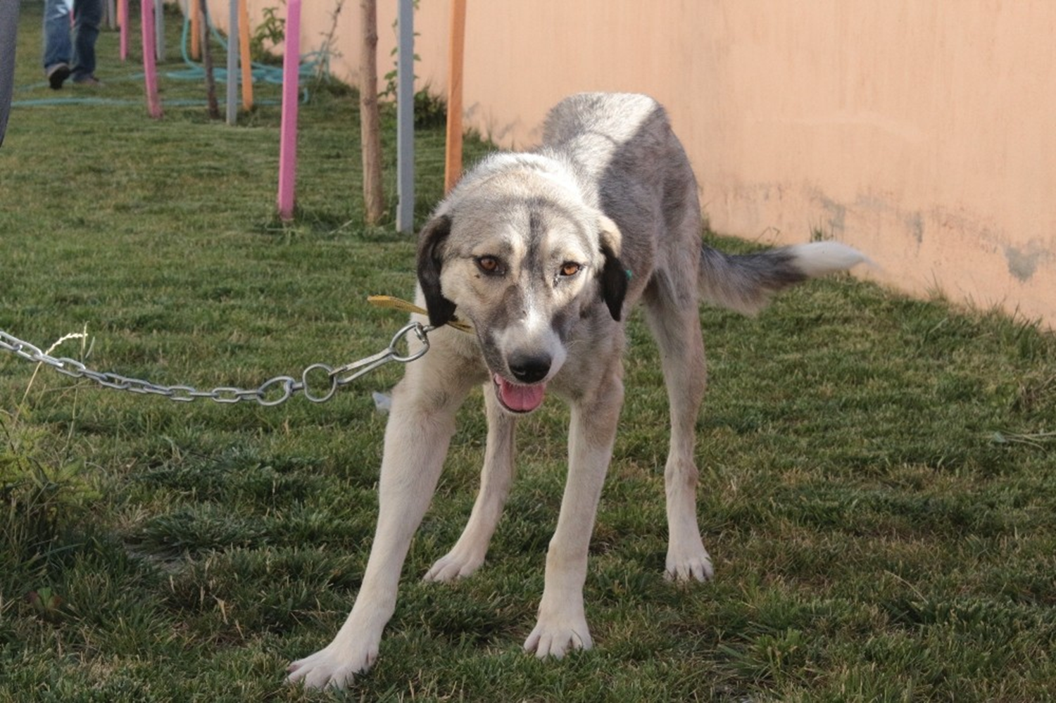 Buraya ilk geldiinde bakmak istemedim. Çünkü çok kötü bir durumdayd. Tedavileri yaplmt, ancak ayakta durmakta güçlük çekiyordu. nsanlara olan güveni çok sarslmt. Yaklatmzda bize arkasn dönüyordu. Bu da onun nasl bir travma geçirdiini gösteriyordu dedi.