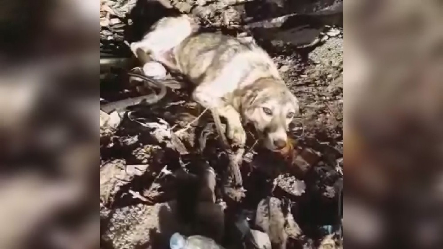 Bu yüzden Dostu sahiplenmemiz çok zor olmad. Zaman zaman bakmlarn yaptk. Veteriner hekimler gelip takiplerini yaptlar. Daha sonra kursiyerlerimizin özel ilgisini çekmeye balad. Kursiyerlerimiz beslenmesi konusunda Dosta dikkat ediyorlard diye konutu.