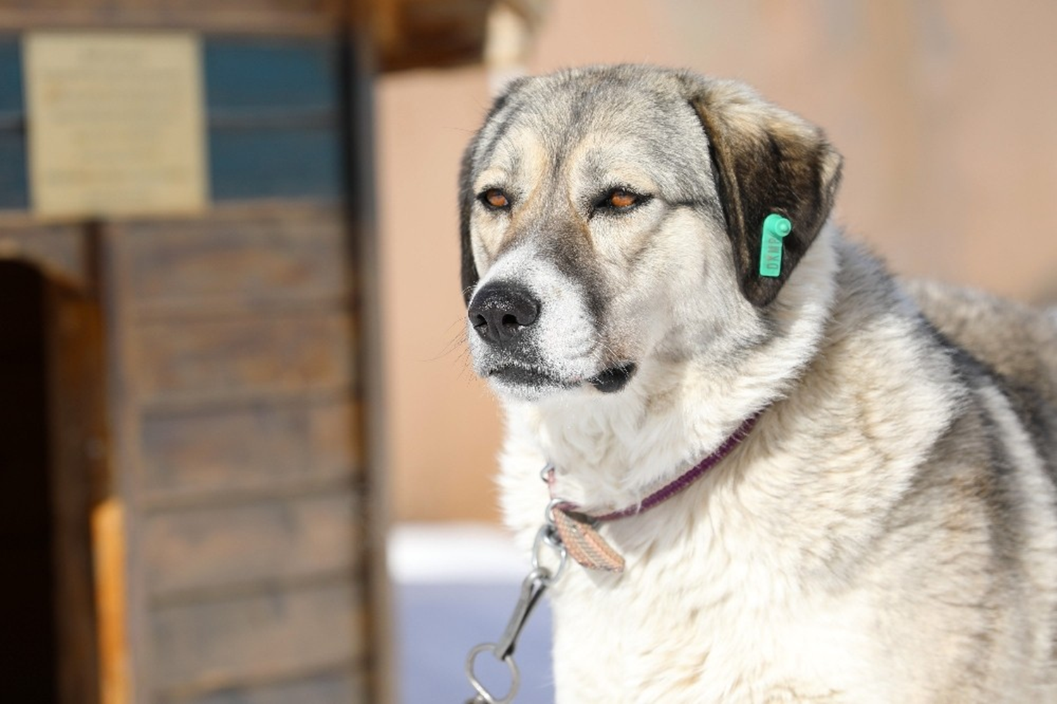 Görme engelli kursiyerlerimize kar hassas olduunu kefettik Dostun iki yllk süre içinde akademide eitim gören görme engelli kursiyerlere rehberlik ettiini anlatan Özer, sözlerini öyle sürdürdü: Bu sürede Dostun görme engelli kursiyerlerimize kar hassas olduunu kefettik. Bu spontane geliti. Bir görme engelli kursiyerimiz kendisini gezdirmek istedi. 