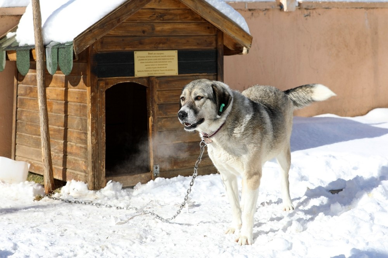 Onunla dost olduk Dostun iki yl önce aralarna katldn söyleyen görme engelli Ali Bilen ise, gezintiye çktklarnda Dostun kendilerine rehberlik ettiini dile getirdi. Bilen, Belediye temizlik personelleri 2 yl önce Dostu çöpte tellere bal halde buldu.